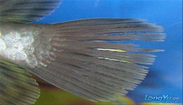 龍魚爛鰭感染的癥狀有哪些？