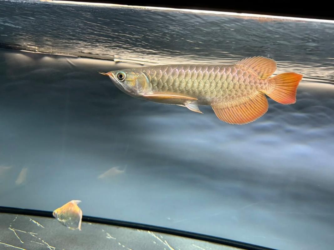 20厘米的紅龍魚如何挑選品相？