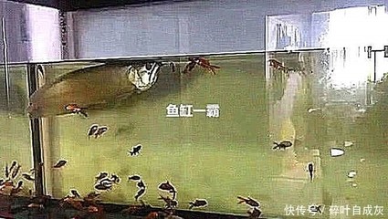 金龍魚品相級別（金龍魚品相級別分辨方法金龍魚品相級別分辨方法）