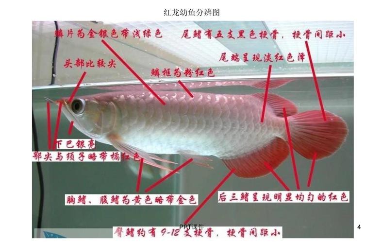 小紅龍魚怎么挑選圖片