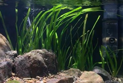 瑪麗魚缸里放什么水草：瑪麗魚缸水草養護技巧,莫斯水草種植注意事項,金魚藻蜈蚣草繁殖方法