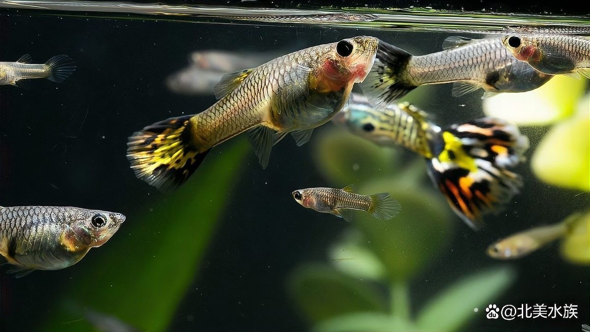 如何人工培育出大型孔雀魚？