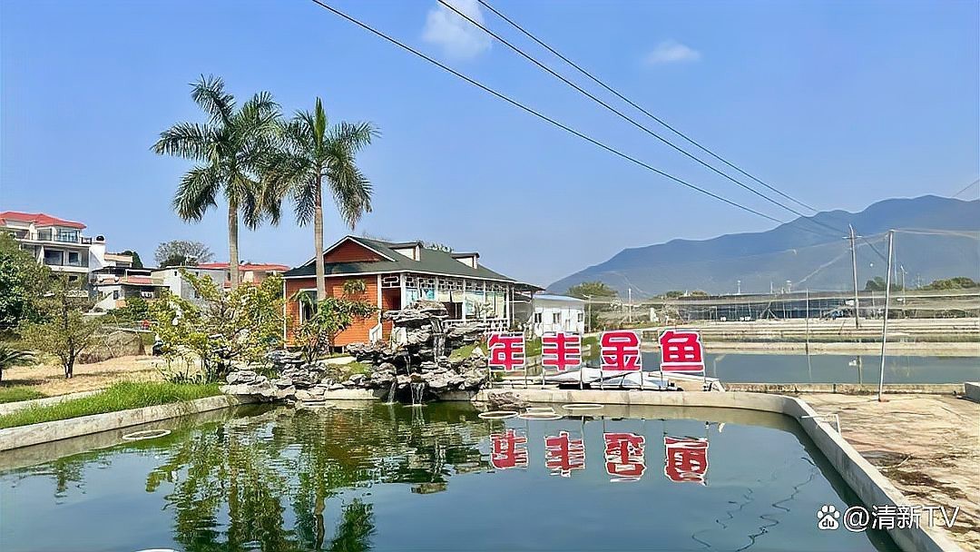 附近金魚養殖基地