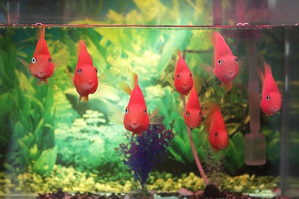 森森魚缸拆解視頻教程（森森魚缸組裝視頻教程）