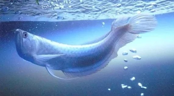 銀龍魚(yú)撞缸后不吃東西怎么辦