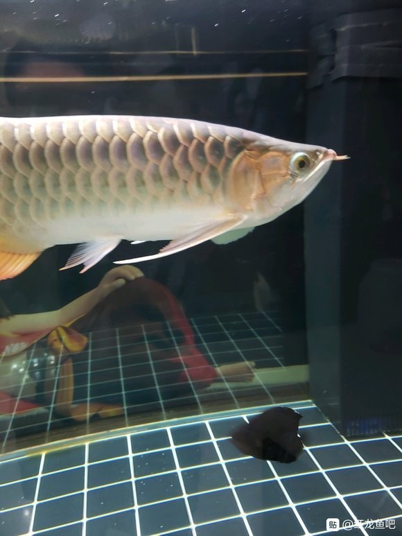 紅龍魚吧有官方認(rèn)證嗎？