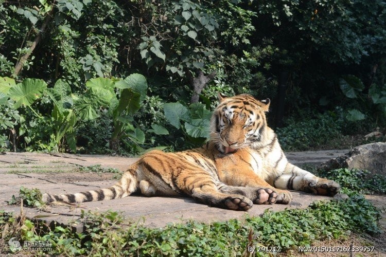 廣州長隆野生動物園門票優惠政策