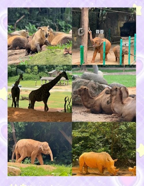 廣州長隆野生動物園門票優惠政策