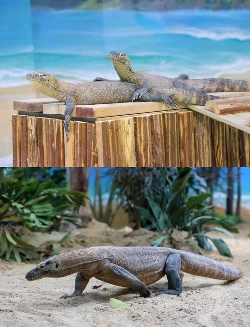 廣州長隆野生動物園門票優惠政策