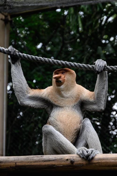 廣州長隆野生動物園門票優惠政策