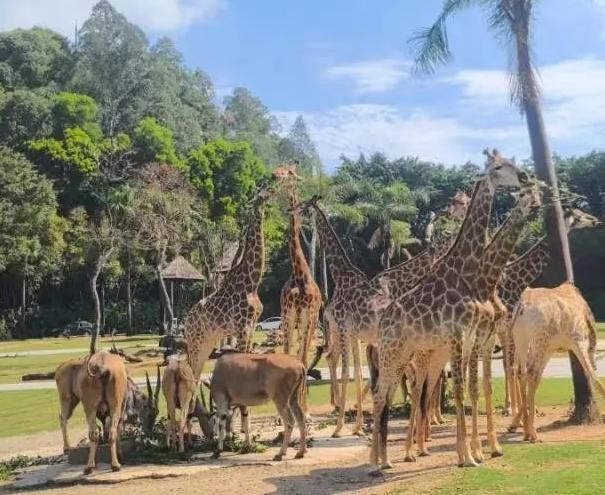 廣州長隆野生動物園門票優惠政策