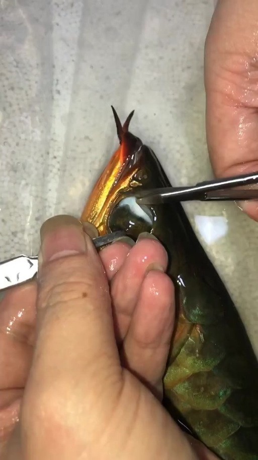 給我更多紅龍比賽冠軍魚的高清圖