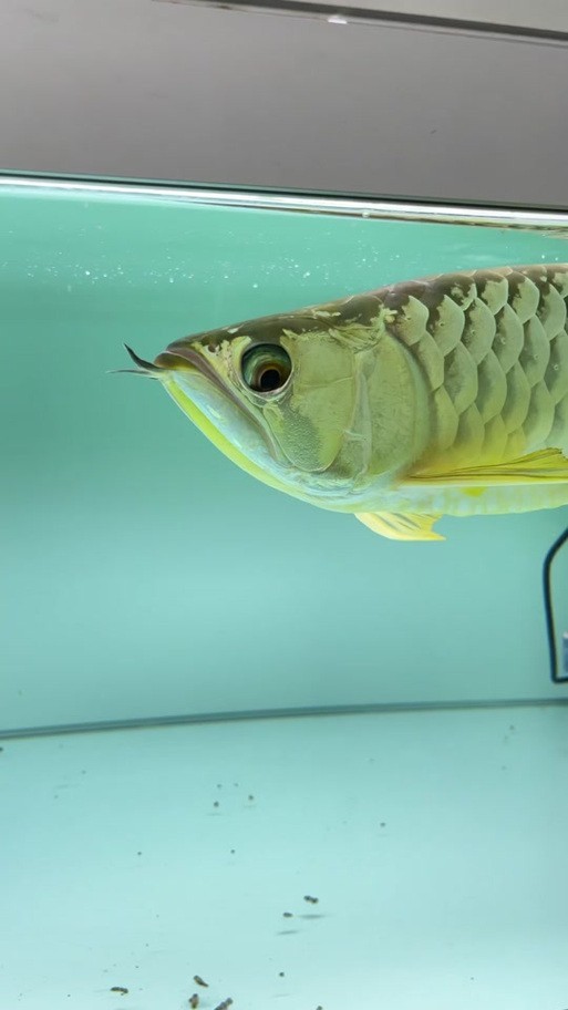 給我更多紅龍比賽冠軍魚的高清圖
