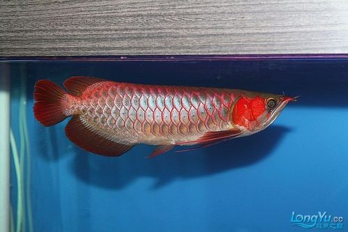 給我更多紅龍比賽冠軍魚的高清圖