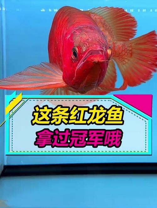 給我更多紅龍比賽冠軍魚的高清圖