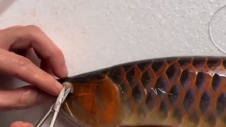 給我更多紅龍比賽冠軍魚的高清圖