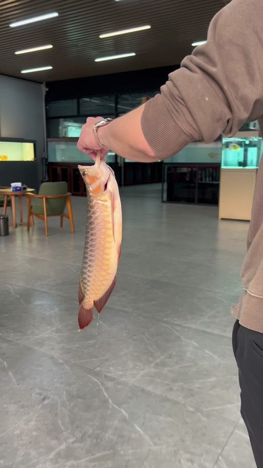 給我更多紅龍比賽冠軍魚的高清圖
