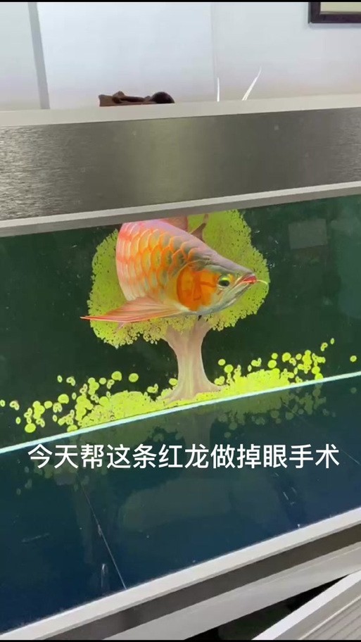 給我更多紅龍比賽冠軍魚的高清圖