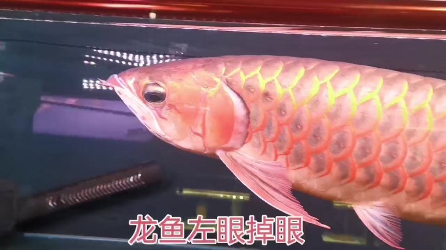 給我更多紅龍比賽冠軍魚的高清圖