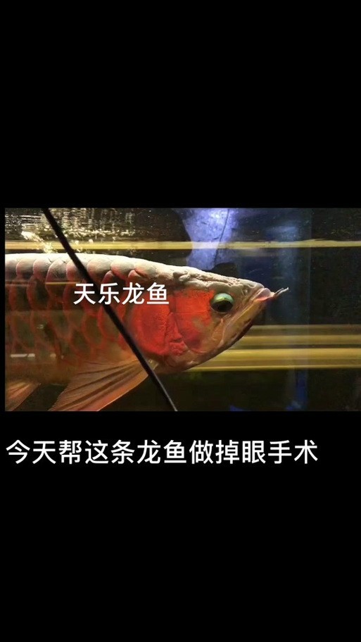 給我更多紅龍比賽冠軍魚的高清圖