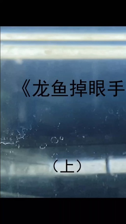 給我更多紅龍比賽冠軍魚的高清圖