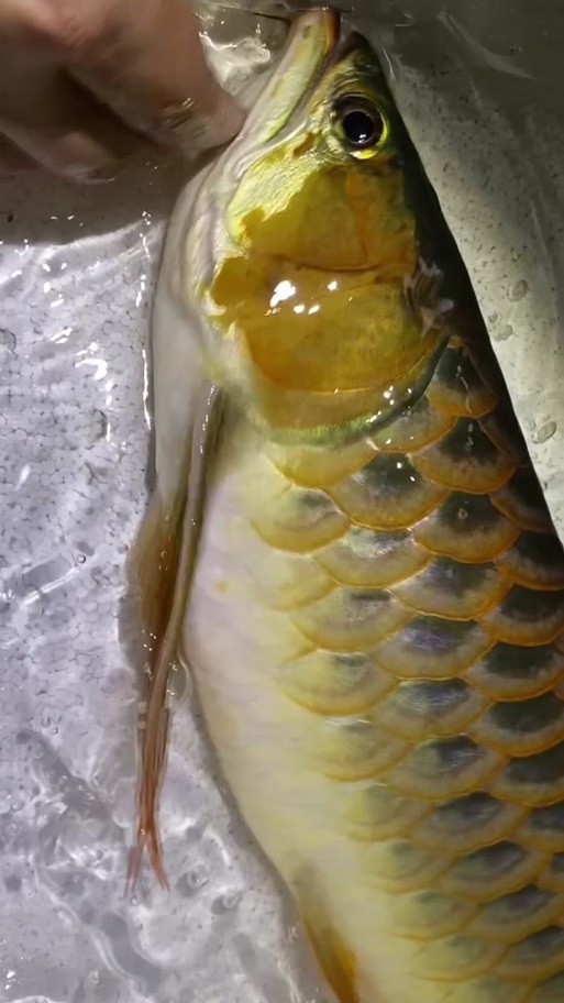 給我更多紅龍比賽冠軍魚的高清圖