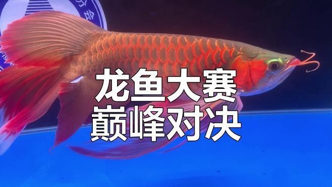 長城杯龍魚大賽的門票價格是多少？