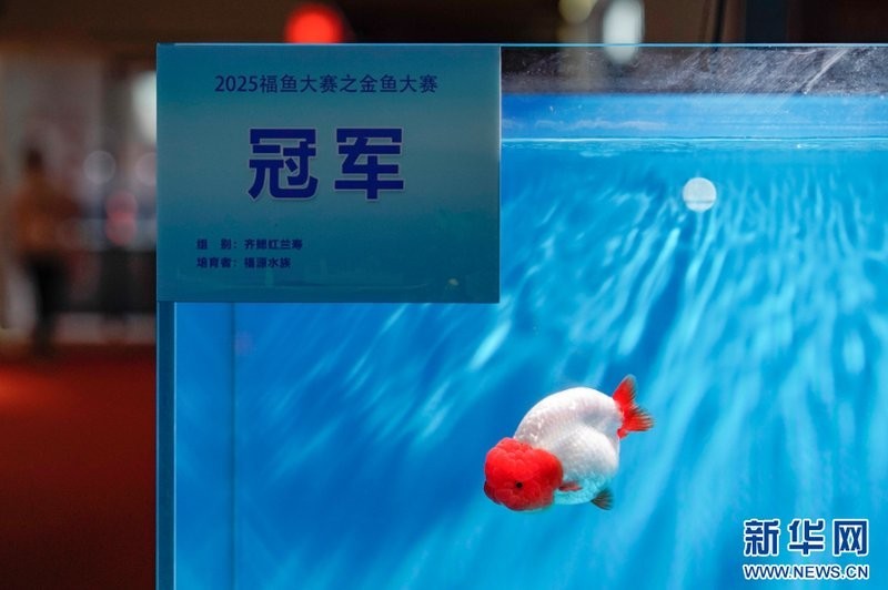 福州金魚展2025