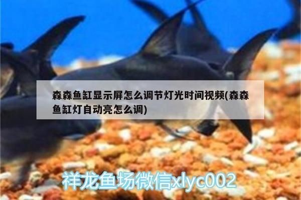 森森魚缸為什么燈會自動亮：如何關(guān)閉森森魚缸定時(shí)燈