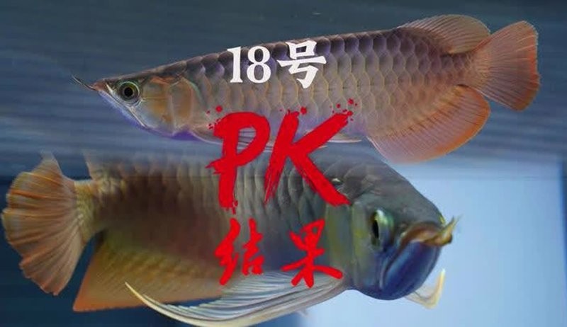 如何關注長城杯龍魚大賽的最新動態？
