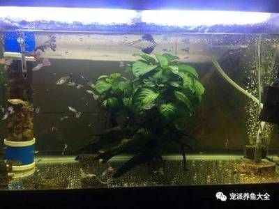 觀賞魚缸換水后是否需要投放何種藥物的使用方法和使用方法：如何判斷觀賞魚的健康狀況