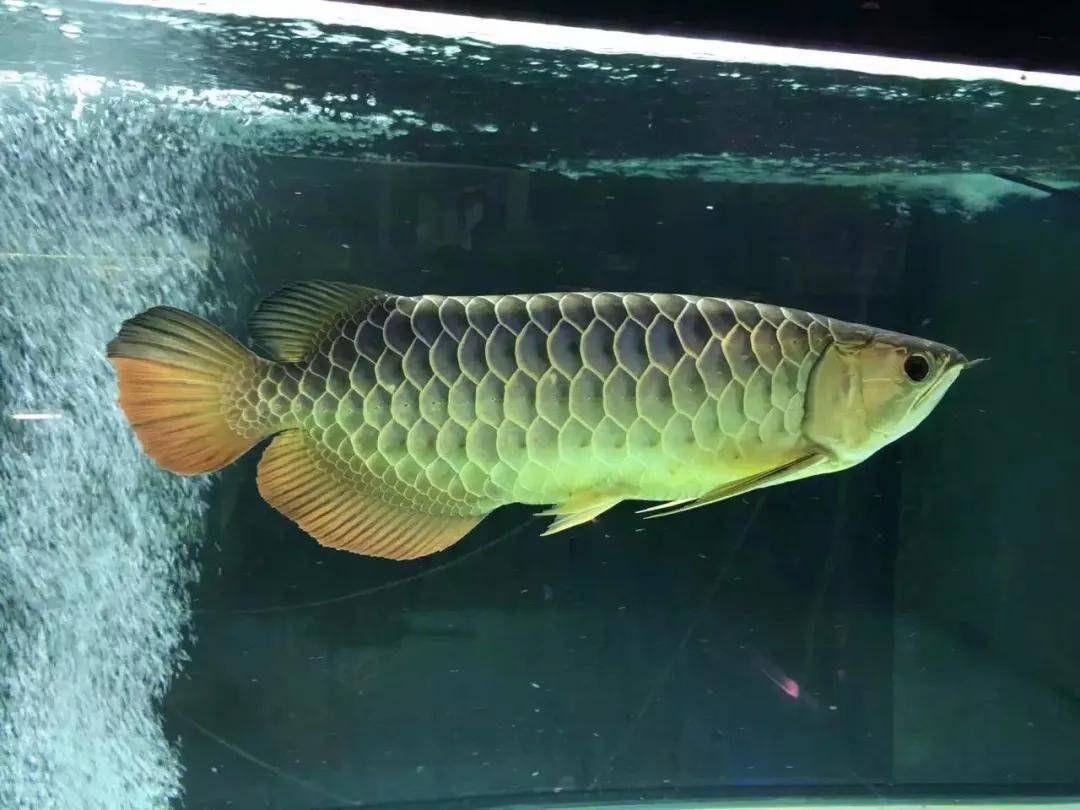 過背金龍魚怎么挑選最好的魚：過背金龍魚怎么挑選