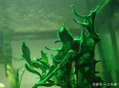 魚缸里長綠藻是好是壞（魚缸里長綠藻是好是壞魚缸里長綠藻的情況可以從多個角度來評估）