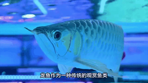龍魚錦標賽