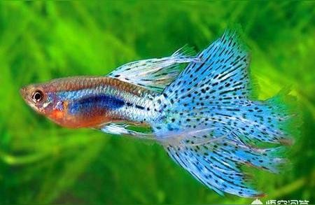 白子孔雀魚臨產照片:孔雀魚要生了一直在水面上方游動的話是要生了嗎