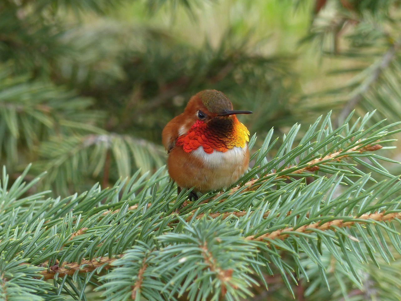 養銀龍魚多大的缸合適呢（養一條銀龍最小需要用要多大的魚缸）