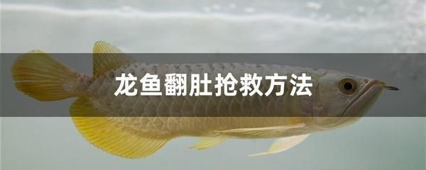 龍魚養殖條件和方法：根據搜索結果總結的龍魚養殖條件和養殖條件和方法