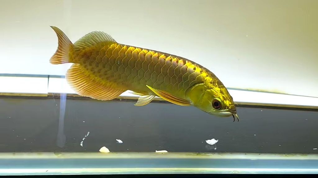 金龍魚白毛病怎么治療：金魚身上有白色物體-金魚身上有白色霜狀怎么治
