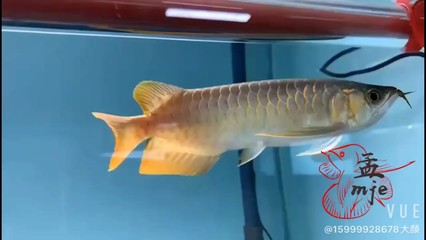紅龍魚怎么養體型好看圖片大全大圖（紅龍魚怎么養體型好看圖片大全大圖視頻）