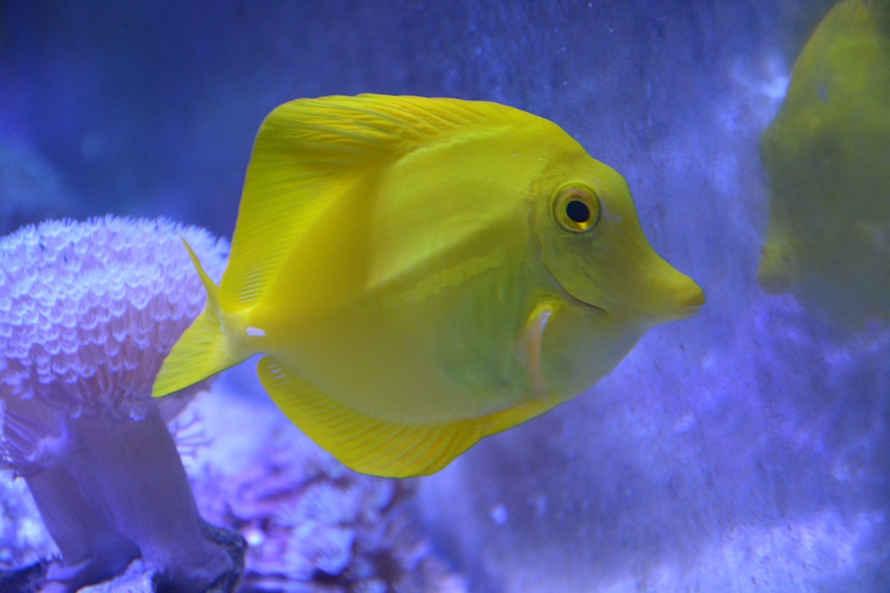 四海水族泰國貿易邀你來拼魚+土炮吃貨