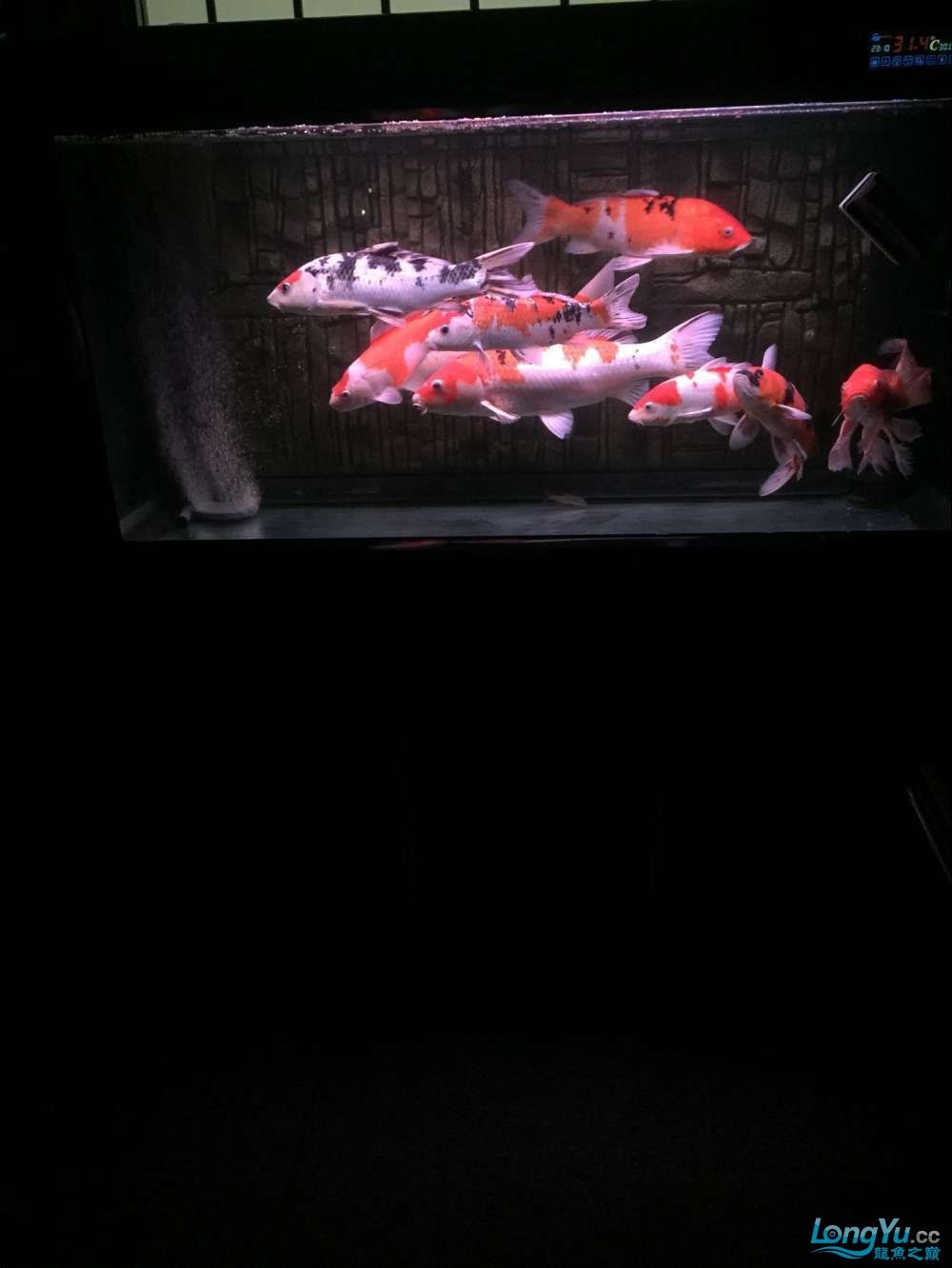 四海水族泰國貿易邀你來拼魚+土炮吃貨