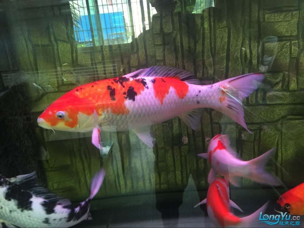 四海水族泰國貿易邀你來拼魚+土炮吃貨