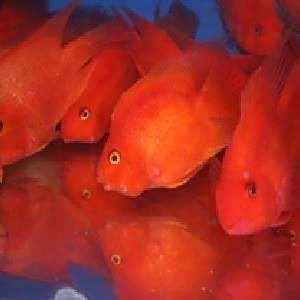 紅色的海魚品種和圖片 紅色的海魚品種和圖片 龍魚論壇 第13張
