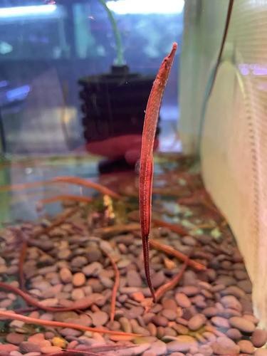 淡水海龍魚圖片大全高清大圖