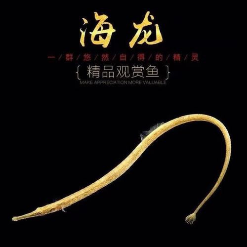 淡水海龍魚圖片大全高清大圖