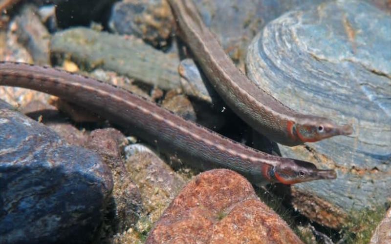 淡水海龍魚圖片大全高清大圖
