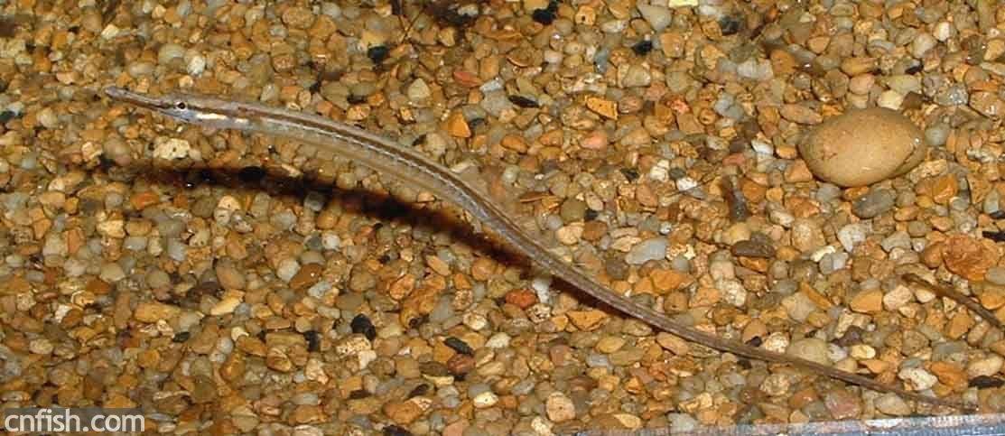 淡水海龍魚圖片大全高清大圖