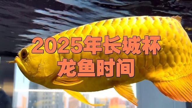 龍魚錦標賽是干什么的