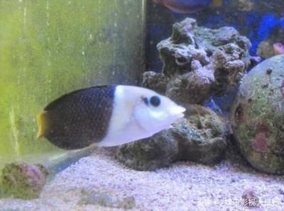 魚缸消毒燈的使用方法：魚缸殺菌燈的使用方法