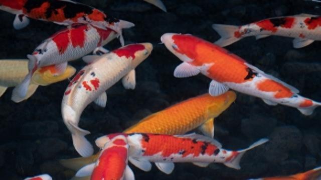中國魚寶拍賣的歷史和現(xiàn)狀
